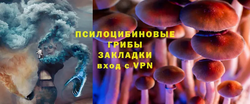 как найти наркотики  Белореченск  Псилоцибиновые грибы Psilocybine cubensis 